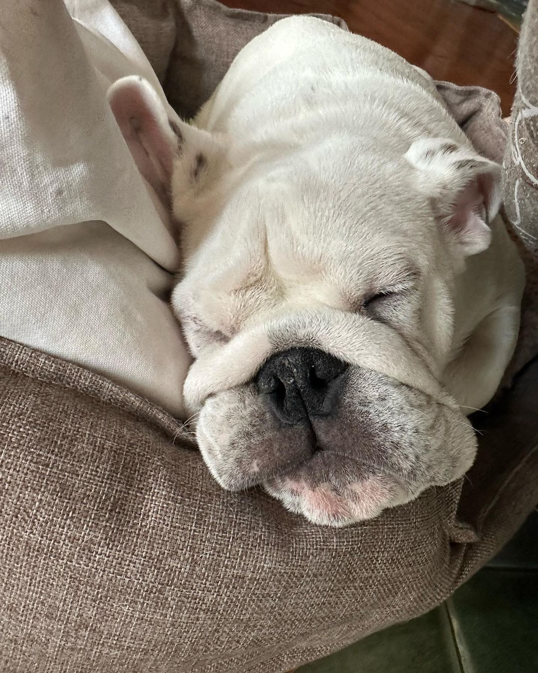 dusty_bears в LOOKY — Хрррр 😴 
Делать ну ничего нельзя 🚫 
Я же не могу шуметь , 