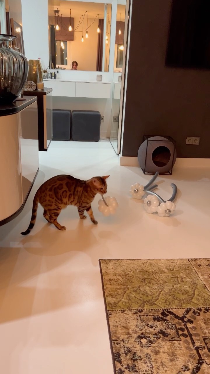 hunter.bengalcat в LOOKY. #бенгал,#bengal,#bengalcat,#бенгальскийкот,#бенгальскийкотенок,#кот,#cat,#котенок,#hunter,#хантер,#khan,#хан,#honey,#хани. 🎈💥

#бенгал
#benga...