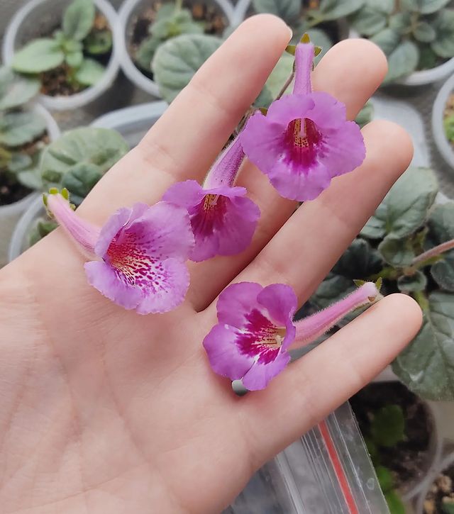 korshun_plants в LOOKY. #8марта,#букет,#подарок,#полянка,#цветочки,#синнингия,#минисиннингия,#sinningia,#minisinningia. Букет от команды фио...
