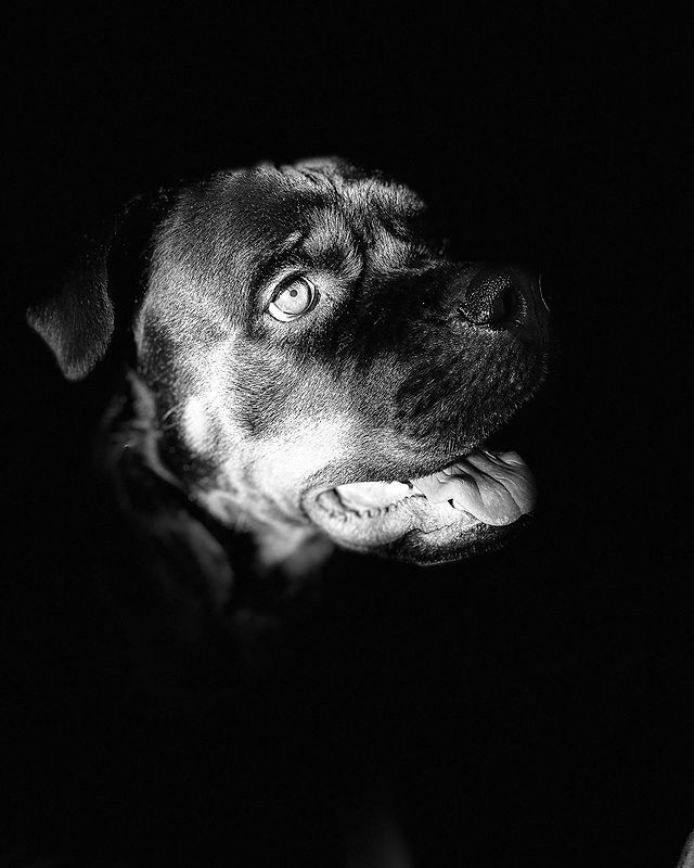 nasstxsst в LOOKY. . Black 🖤
#rottweiler