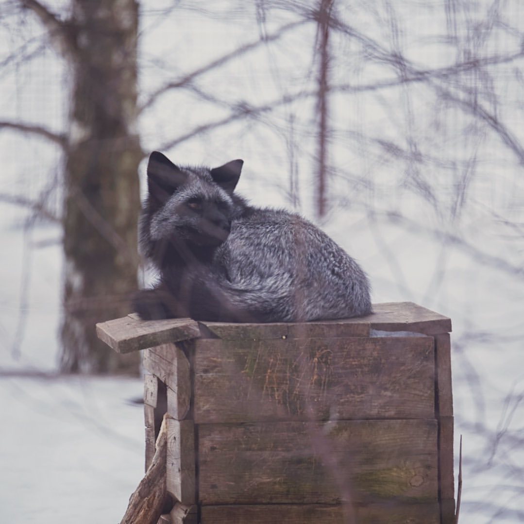 myfoxfamily in LOOKY. . Так, кто тут сильных...