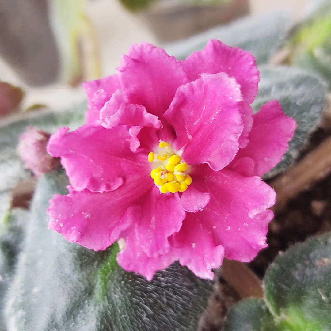korshun_plants в LOOKY — Фиалка тоже подготовилась к празднику и дарит нам свой прекр