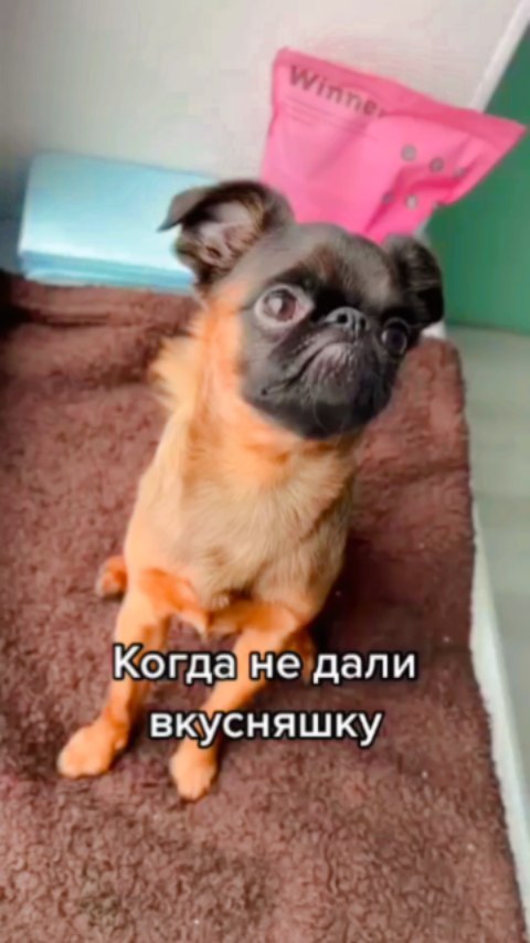 yoshik_dog в LOOKY. . Йоши обиделся(