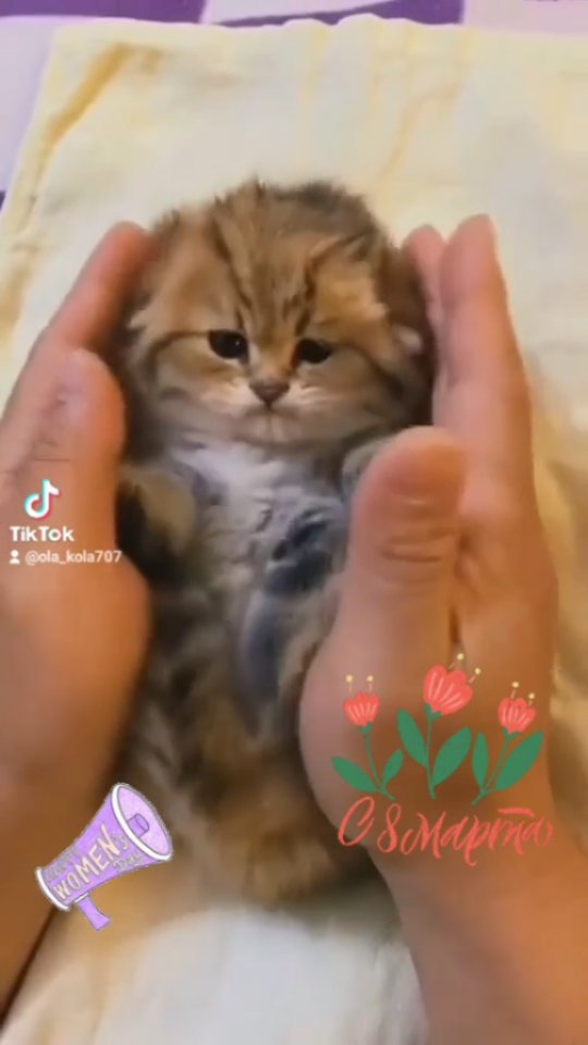 ola_kola707 в LOOKY. #8марта,#8мартаподарок,#8мартацветы,#8мартапоздравления,#котики,#поздравления,#8marchwomensday,#catsofinstagram. 8 марта #8марта #8ма...