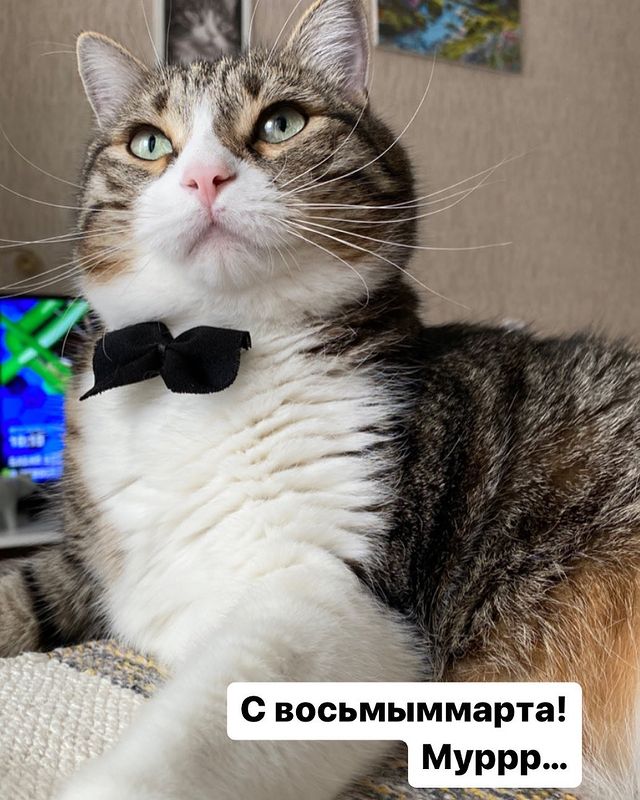 marsik_cat_playful в LOOKY. #8марта,##cats,#cat,#thecat,#pet,#exstraycat,#catsofinstagram,#catstagram,#catlover,#instacat,#instacats,#catoftheday,#cute,#animals,#catlife,#cutecats,#lovecats,#catography,#meow,#кот,#猫,#Katze,#котик,#instakitty,#feline,#fluffycat,#meow,#catboy,#catselfie,#catworld. С 8 марта!!!

Пусть ...