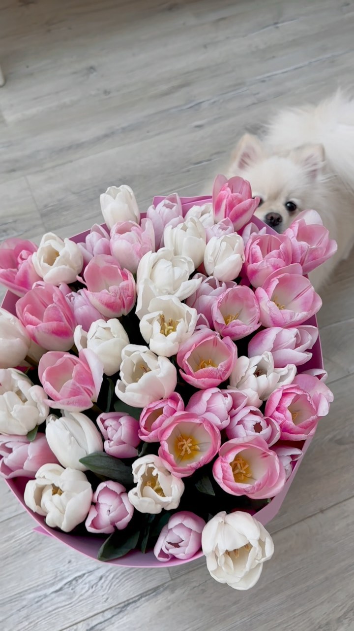 mia_leo_pom в LOOKY. . happy women’s day 💐...