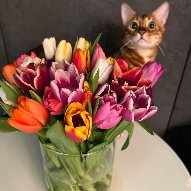 hunter.bengalcat в LOOKY. #8марта,#бенгал,#bengal,#bengalcat,#бенгальскийкот,#бенгальскийкотенок,#кот,#cat,#котенок,#hunter,#хантер,#khan,#хан,#honey,#хани. ♾️🌷🌷🌷марта 
#8мар...
