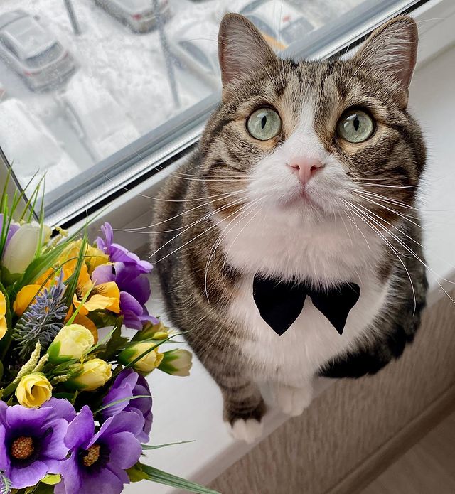 marsik_cat_playful в LOOKY. #cats,#cat,#thecat,#pet,#exstraycat,#catsofinstagram,#catstagram,#catlover,#instacat,#instacats,#catoftheday,#cute,#animals,#catlife,#cutecats,#lovecats,#catography,#catographer,#meow,#кот,#猫,#умныйкот,#котдруг. Вот такой я кот! 

#...