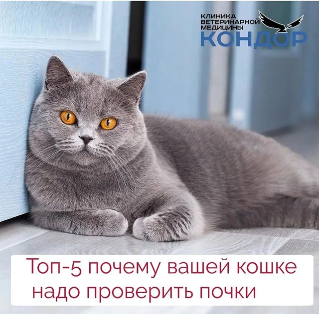 kondorvet_clinic в LOOKY. #кондорвет,#кондор,#ветклиника,#москва,#берегитевашихпитомцев,#поликистозпочек,#хпн,#почки. Топ 5 почему вашему ...