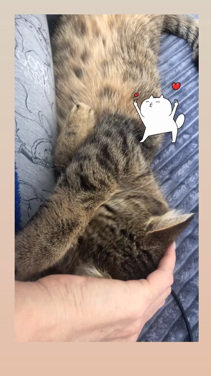 shevcova_natali в LOOKY. #милыекошки🐈,#жизньбезкотанета🐾,#кошачийрелакс. Мой терапевт,мой Рел...
