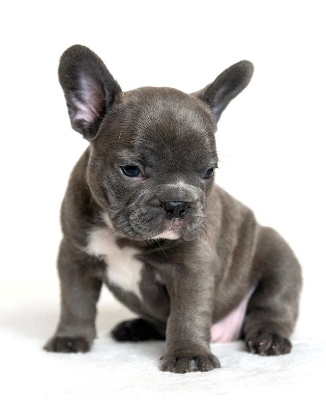 luna.french_family в LOOKY. #щенокфранцузскогобульдога,#щенокфранцузик,#купитьщенка,#французик,#французскийбульдог,#щенокфранцуз,#puppyfrenchbulldog,#puppiesofinstagram,#французскийбульдогщенки,#голубойфранцузскийбульдог. Знакомьтесь! Это наш...
