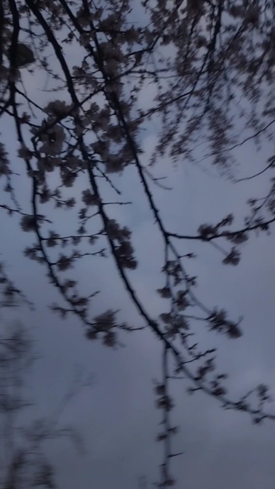 vsokhoroshimu в LOOKY. #rgb,#subscribe,#spring,#shorts,#mobilgraphy,#march,#flowers,#trend,#tree,#makhmud_d7,#love,#instagram,#весна. Spring🌸

Начинающий...