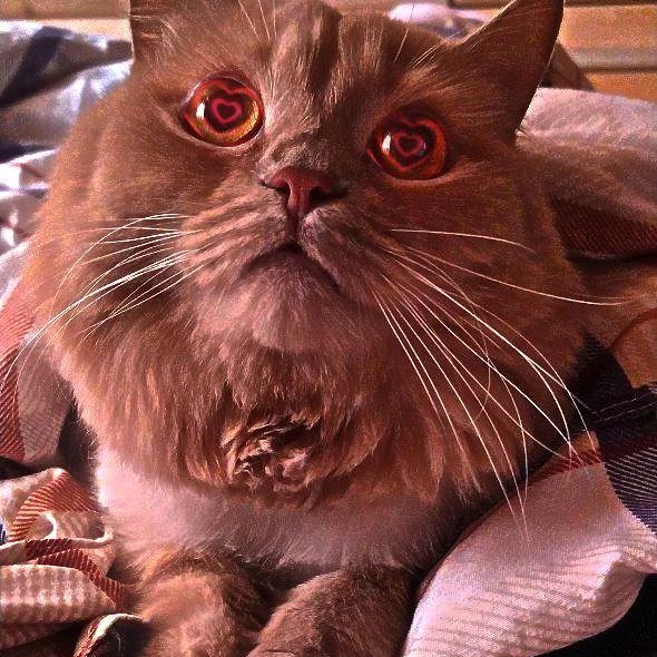 mihac_pin в LOOKY. #cat,#cats,#cute,#beautiful,#beauty,#кот,#кошка,#коты,#милота,#мило,#красота,#красиво. Cute cat #cat #cats ...