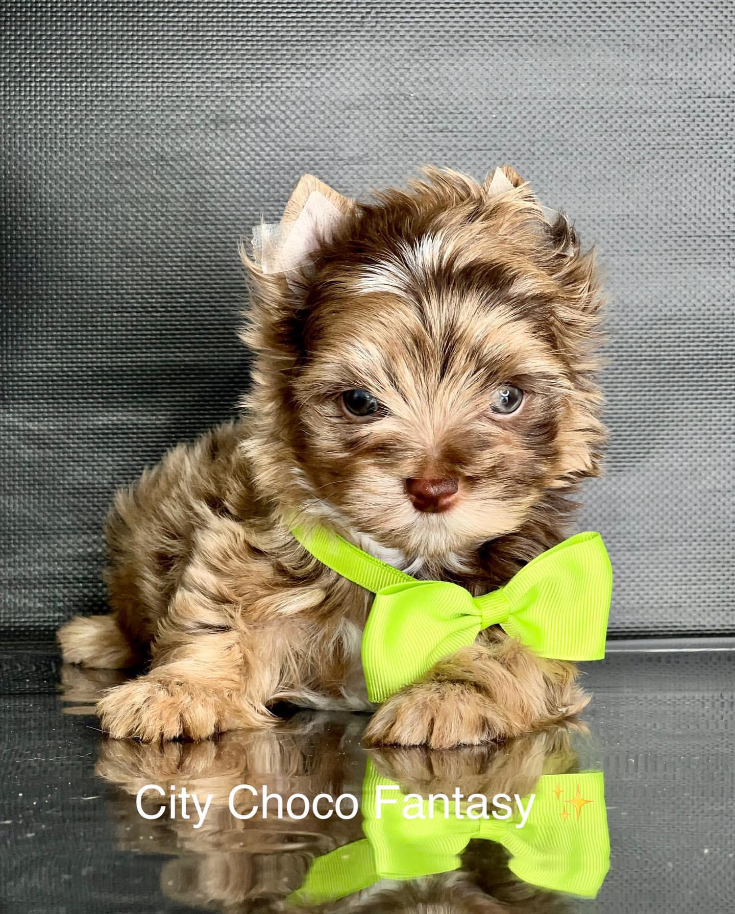 kennel_city_choco_fantasy в LOOKY — фото 2