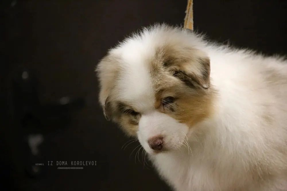 iz_doma_korolevoi_kennel в LOOKY — фото 2