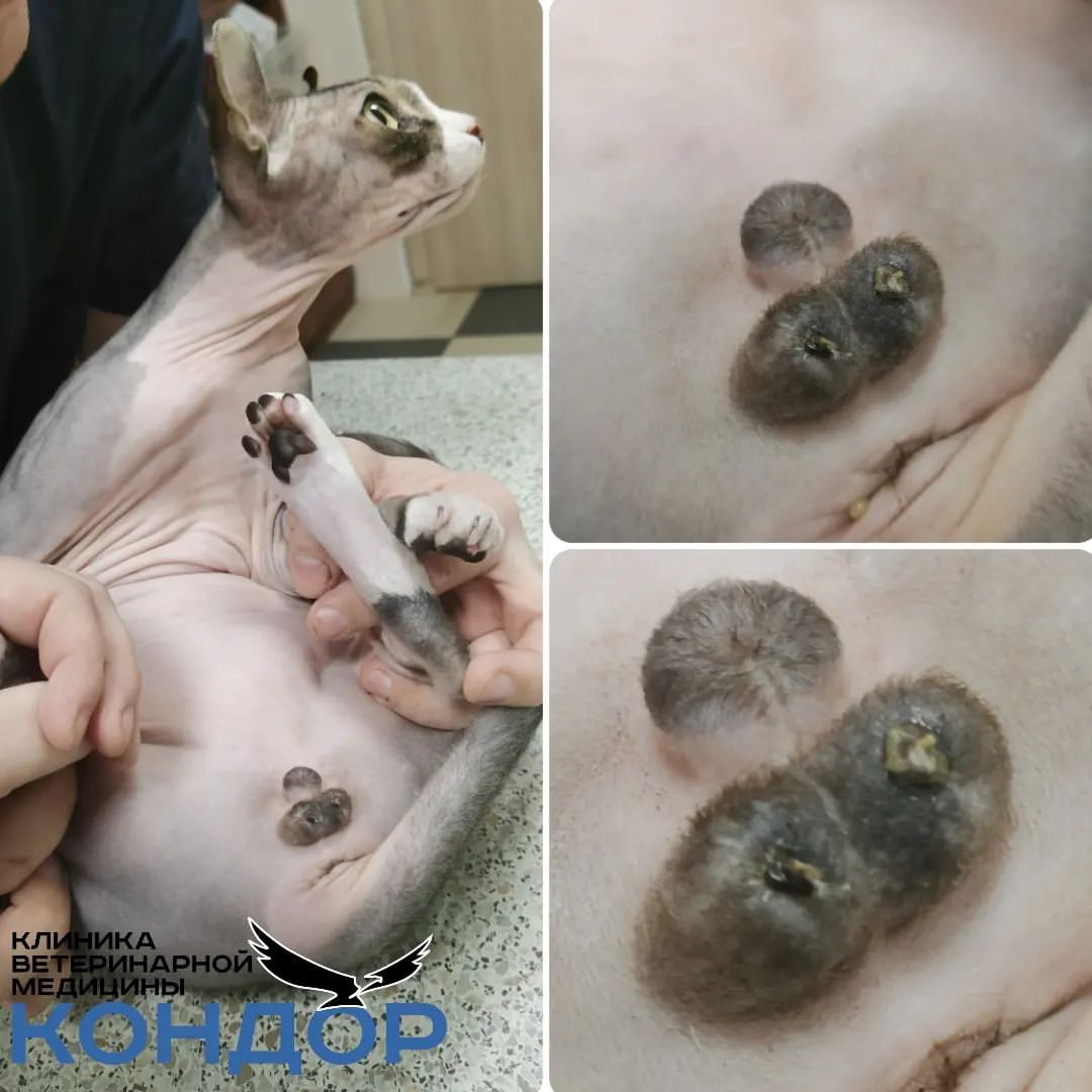 kondorvet_clinic в LOOKY — Вот такой малыш поступил на приём в ВК Кондор Новое Ступино.