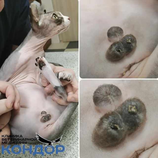 kondorvet_clinic в LOOKY. #кондорвет,#кондор,#ветклиника,#москва,#вакцинация,#берегитевашихпитомцев,#кастрация,#кастрируй,#вакцинируй. Вот такой малыш пост...