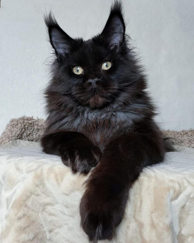 blackmaxhouse в LOOKY. #черныйкот,#черныйкун,#мейнкун,#мейнкункотята,#мейнкуны,#мейнкунмосква,#maincoon,#maincoonstagram,#maincooncat,#maincoonlovers,#maincoonkitten,#maincooncats,#maincoons. Шикарный черный кот ...