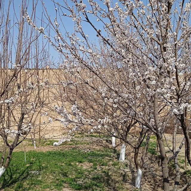 abduaziz_bloger в LOOKY. . null