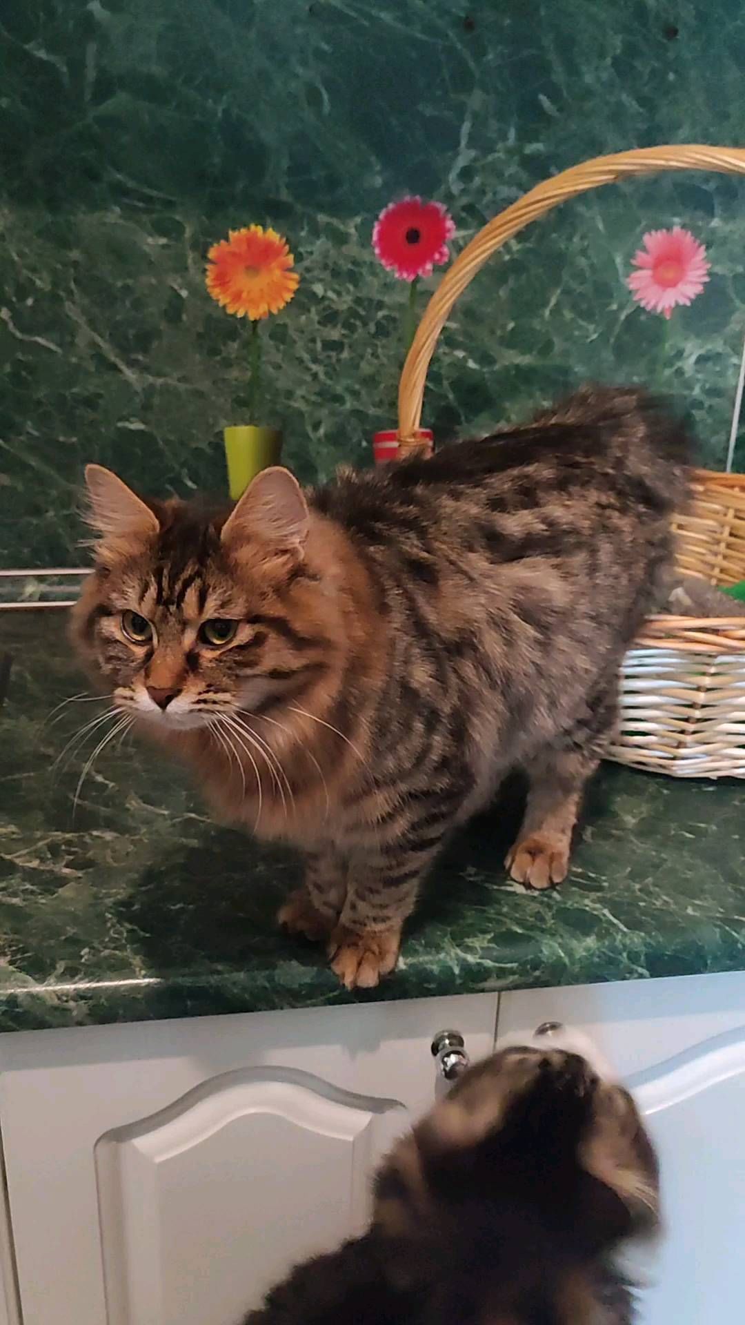 gardemarincat в LOOKY. . null
