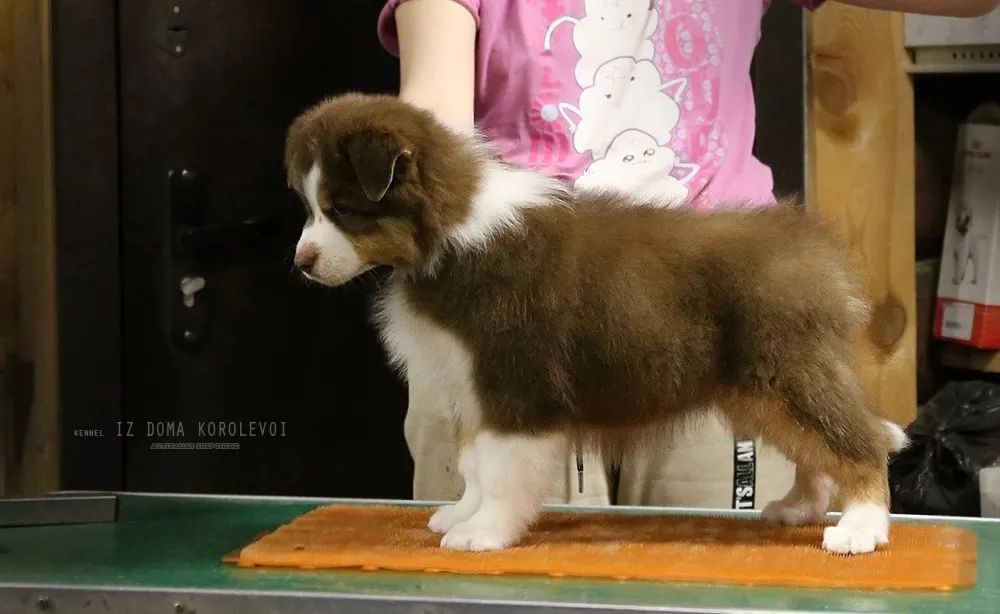 iz_doma_korolevoi_kennel в LOOKY — фото 2