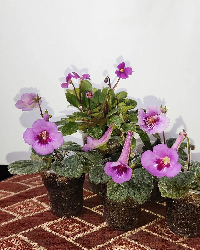 korshun_plants в LOOKY. . Моя фиолетовая коман...