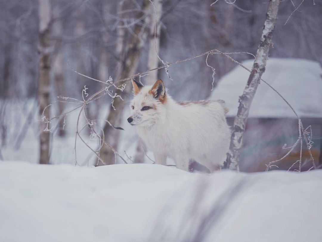myfoxfamily in LOOKY. . Обещаю в этом месяце...