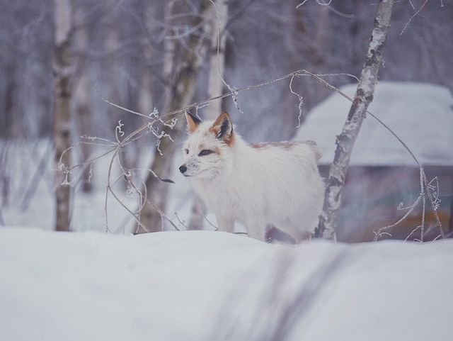 myfoxfamily в LOOKY. . Обещаю в этом месяце...