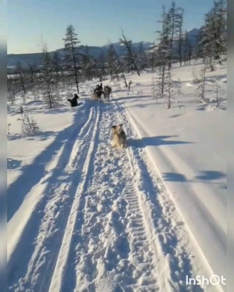 t_a_lot в LOOKY. . null
