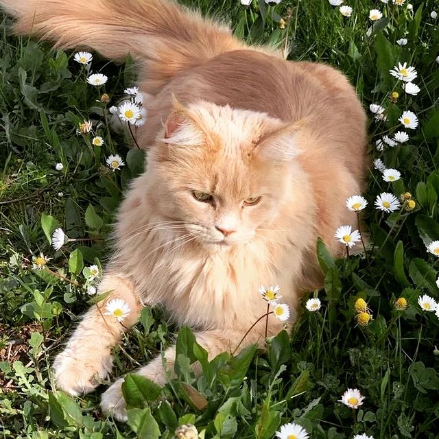 mihac_pin в LOOKY. #кошка,#cat,#cats,#beauty,#beautiful,#aesthetics,#кот,#красота,#красиво,#эстетика. Beautiful cat #кошка...