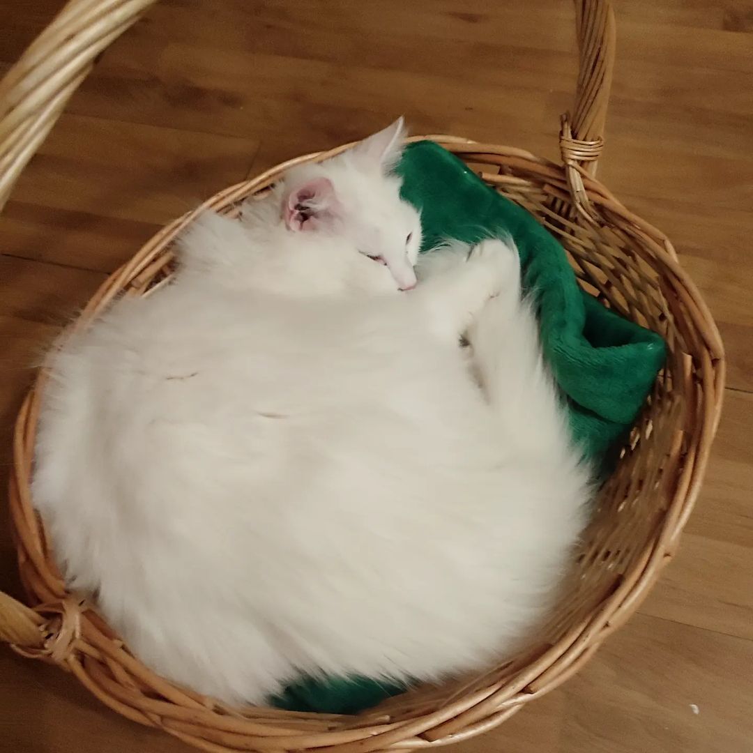 Собственно, никто не сомневался, кто займёт корзинку)) 
#gardemarincat #nick_vezunchik