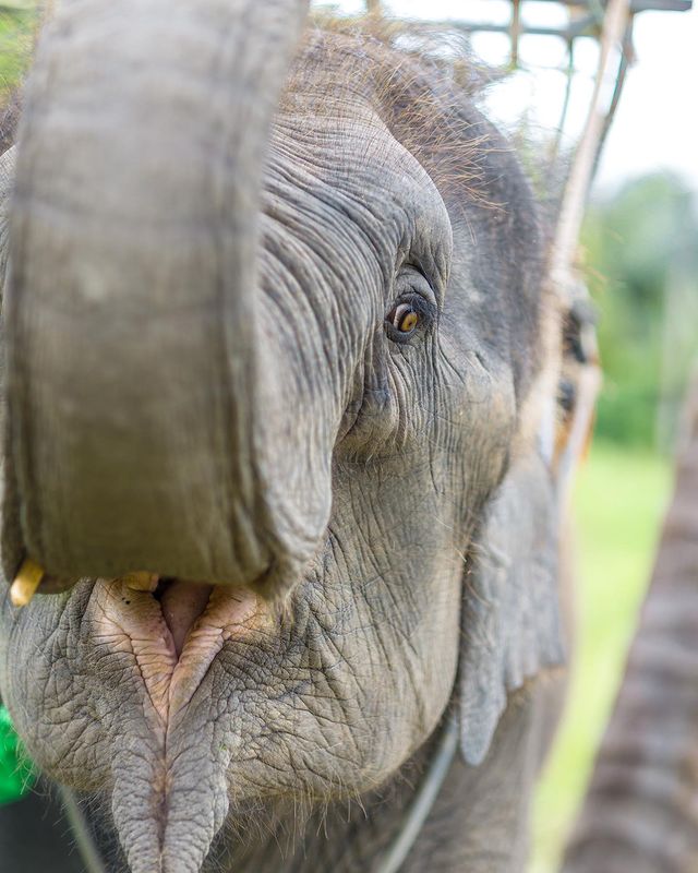 phtash в LOOKY. #elephant,#person,#animals,#gold,#growth,#horizontal,#ivory,#large,#mammal,#men,#nopeople,#praying,#rainforest,#religion,#robe,#round,#standing,#tall,#walking,#wildlife,#ears,#indigenous,#male,#national,#palmtree,#photography,#scene,#sitting,#tranquil. «Ну сфотай меня»- он...