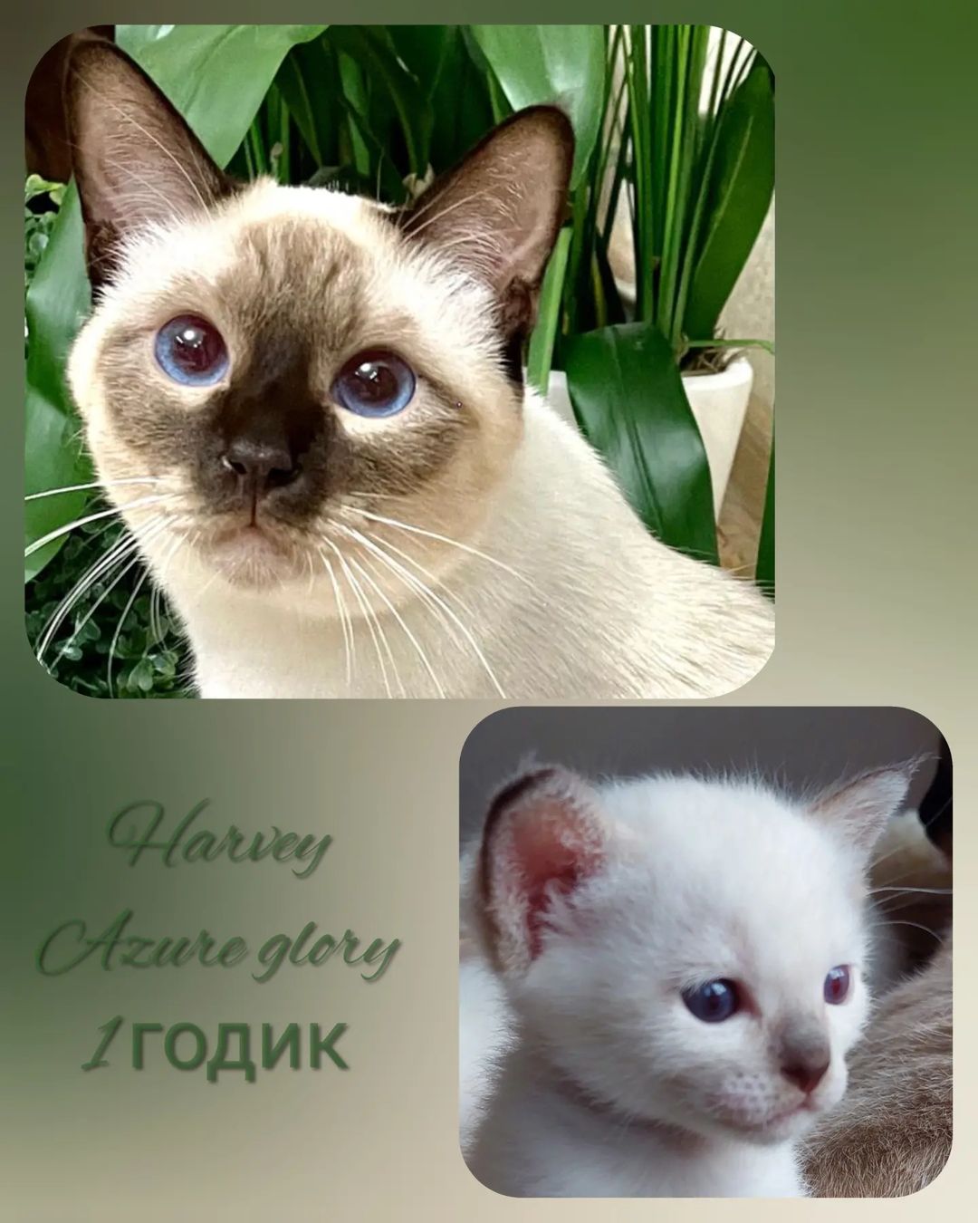 azure_glory_cattery в LOOKY — фото 3