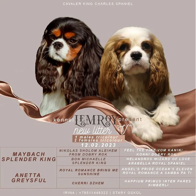 irina.lem в LOOKY. #триколоркавалер,#щеноккавалеркингчарльзспаниель,#щеноккавалера,#ккчс🐶,#кавалеркингчарльзспаниельпродажащенков. Помет "V"  д.р. 12.0...