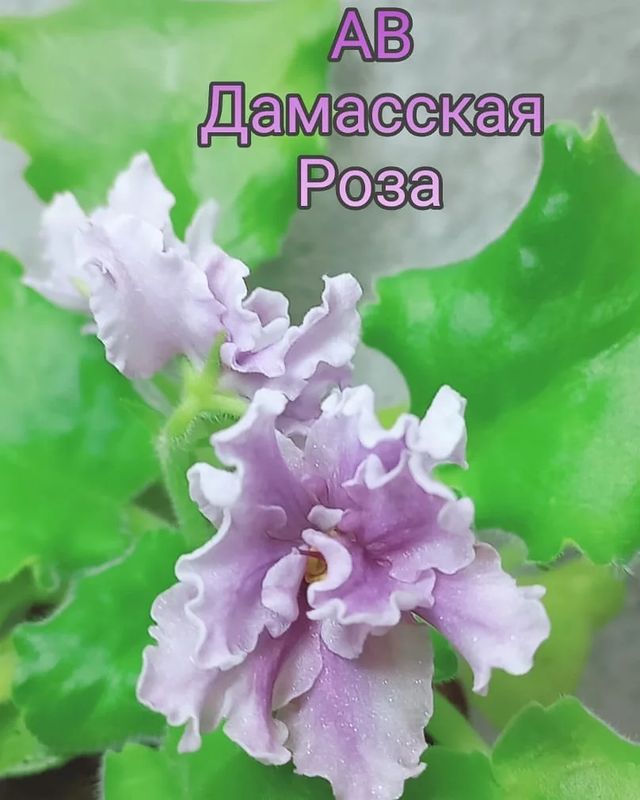 b4v__beautifully в LOOKY. #сортовые,#фиалки,#сенполии,#узамбарская,#цветы,#флора. #сортовые
#фиалки
#с...