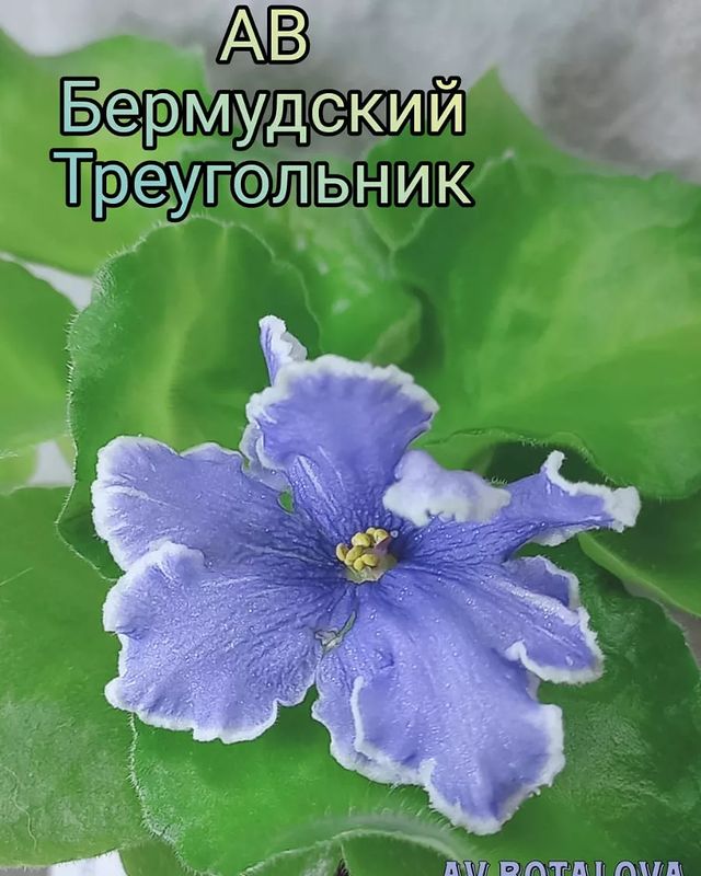 b4v__beautifully в LOOKY. #сортовые,#фиалки,#сенполии,#узамбарская,#цветы,#флора. #сортовые
#фиалки
#с...