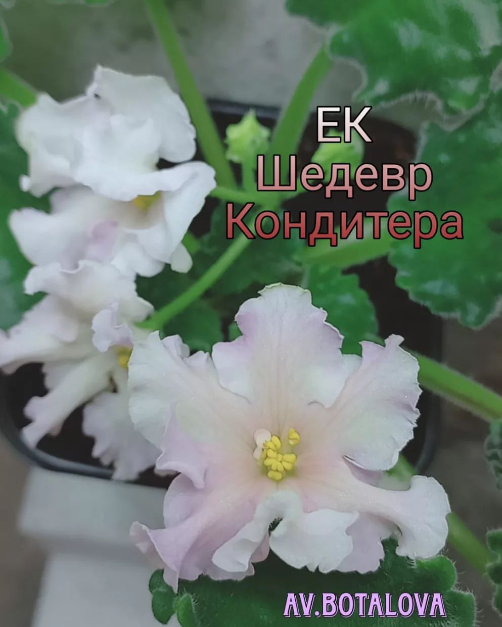 #сортовые
#фиалки
#сенполии
#узамбарская
#цветы
#флора