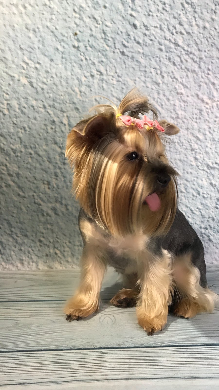 groomer.tih_bezam в LOOKY. #лайктайм💎💎💎,#грумертихорецк,#стрижкасобактихорецк,#студиязверскойкрасотытихорецк,#грумингтихорецк,#likes,#likesforlikes,#likebackteam,#likesreturned,#liker,#liketeam,#likeback,#like4likes,#like4tags,#likebackalways,#instalike,#instalikes,#likeall,#liking,#likealways,#liked,#likesfortags. •МИЛОСТИ•

.
.
Я дум...