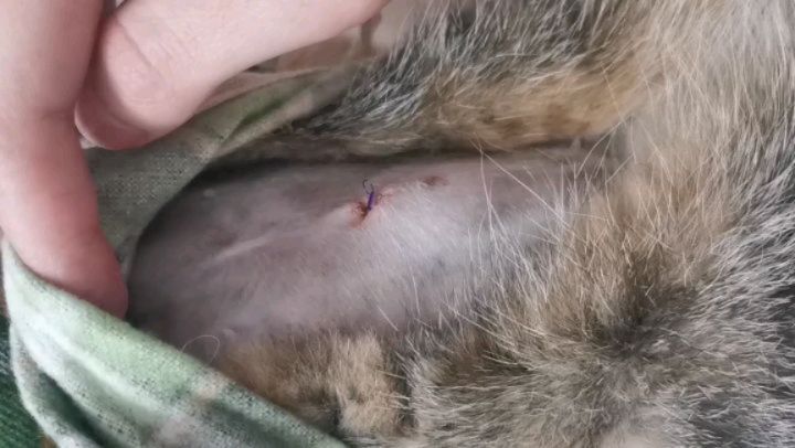 kondorvet_clinic в LOOKY. #кондорвет,#кондор,#ветклиника,#москва,#вакцинация,#берегитевашихпитомцев,#кастрация,#кастрируй. Уважаемые владельцы!...