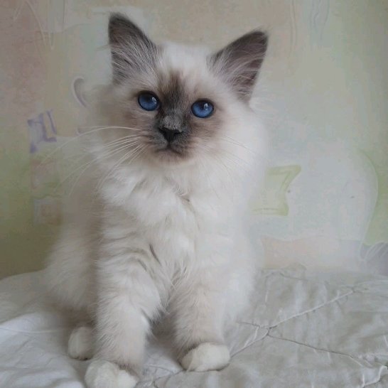 sacredbirman в LOOKY. #священныйбирманский,#бирманскаякошка,#бирманскийкотенок,#священнаябирма,#священнаябирманскаякошка,#котенокбирмы. 💝 Неземной красоты ...