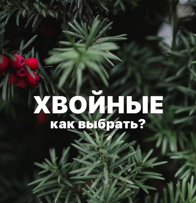 topalova.pro в LOOKY. . 🌲Хвойные🌲

Что пос...