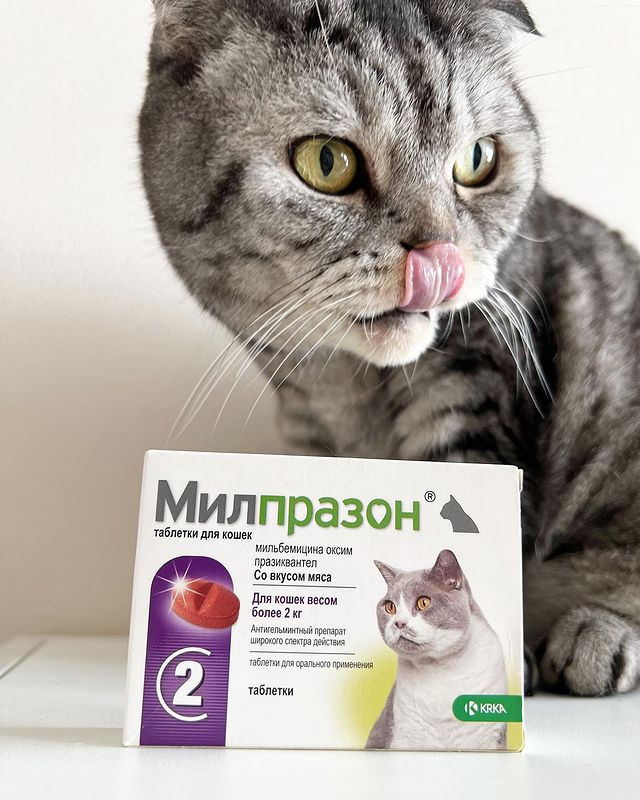 famousniki в LOOKY. . Мур😻
⠀
Пришла весна...