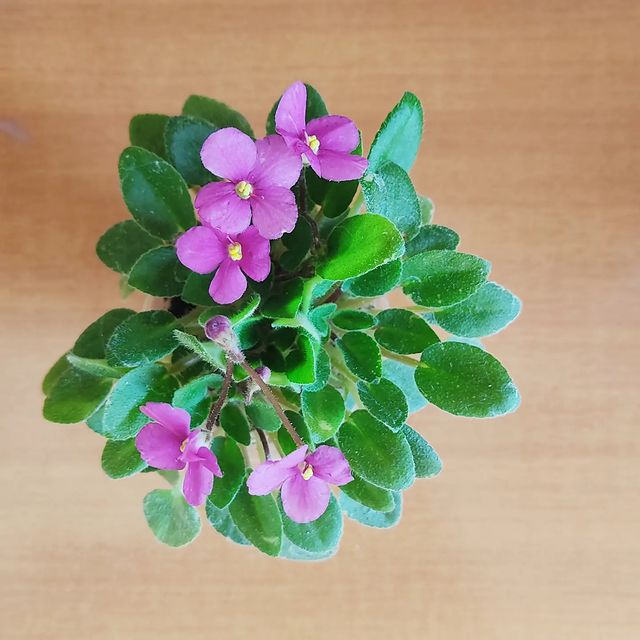 korshun_plants в LOOKY. . Фиалки-трейлеры - ми...