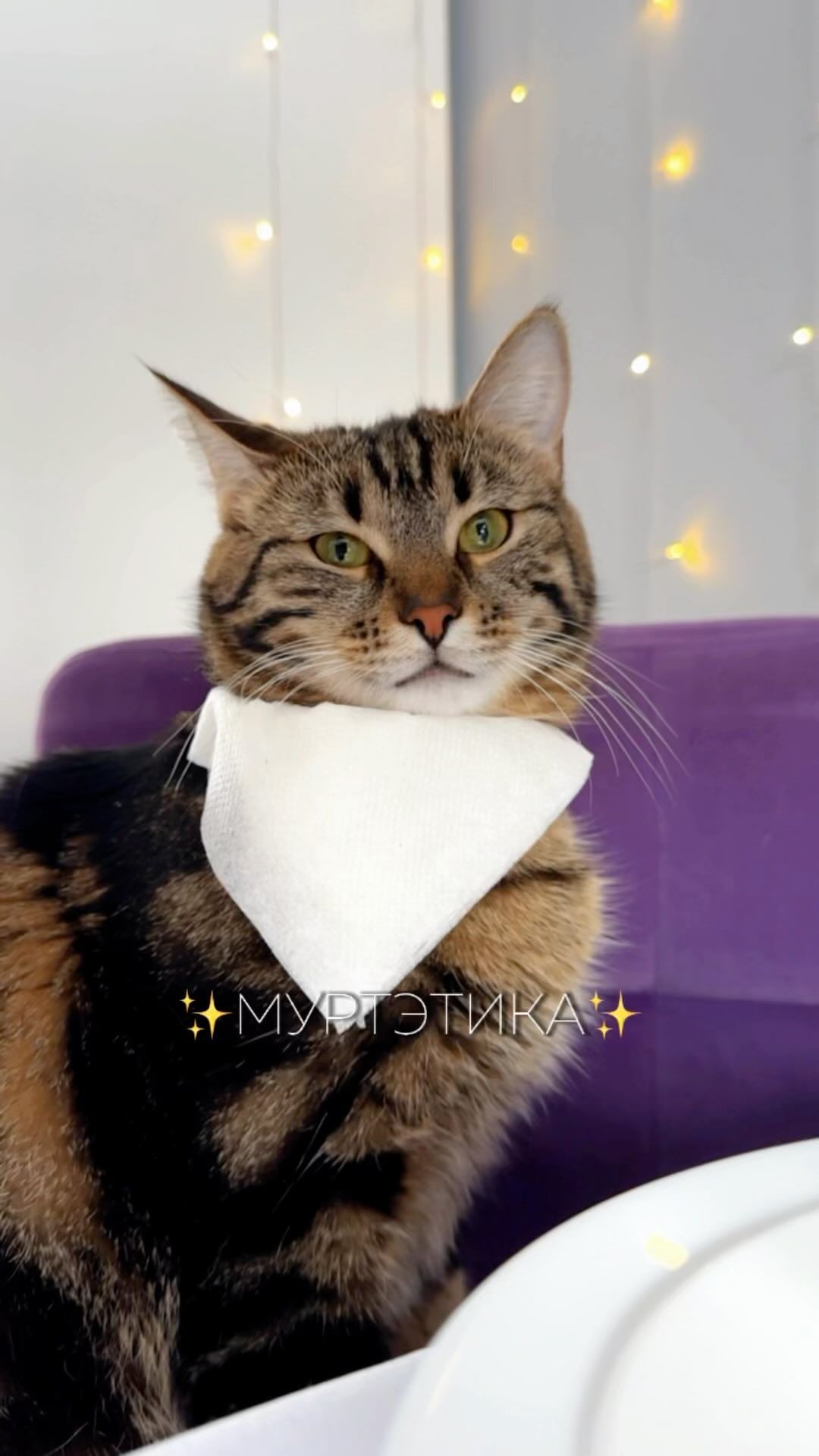gryzinenko в LOOKY. #питомцы,#кот,#коты. Клуб пушистых дам и ...