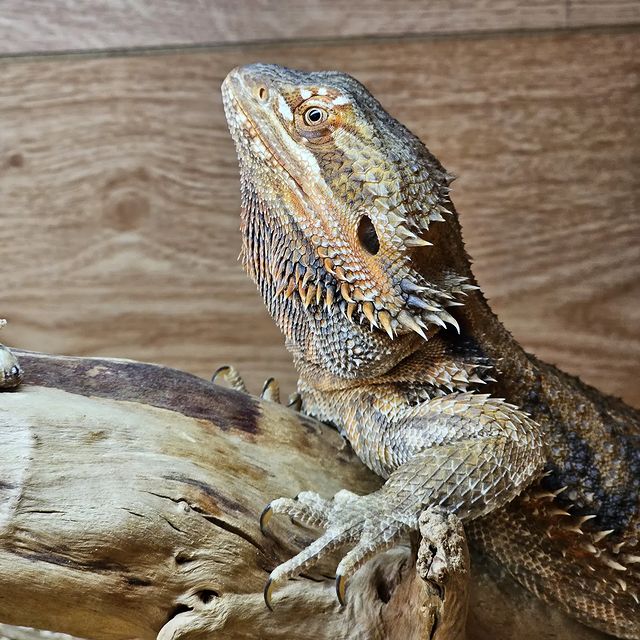 alesen451 в LOOKY. #beardeddragon,#lizard. #beardeddragon #liza...
