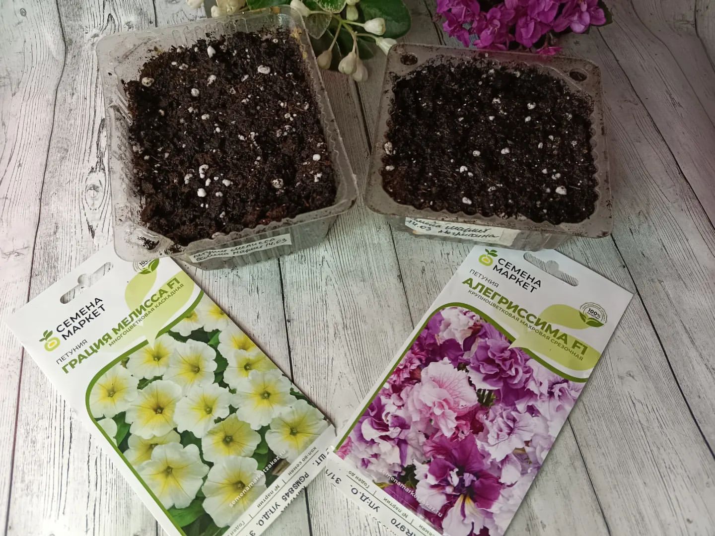 Получив посылку с семена сразу приступила к посадке петуний от @semena_market_pro 
Грация Мелисса  F1
Многоцветковая каскадная и Алегриссима F1
Крупноцветковая махровая срезочная
Семена покрыты оболочкой, которую обязательно необходимо растворить водой из распылителя
#тестсеменамаркет 
#петуния
#рассада
#посевная2023