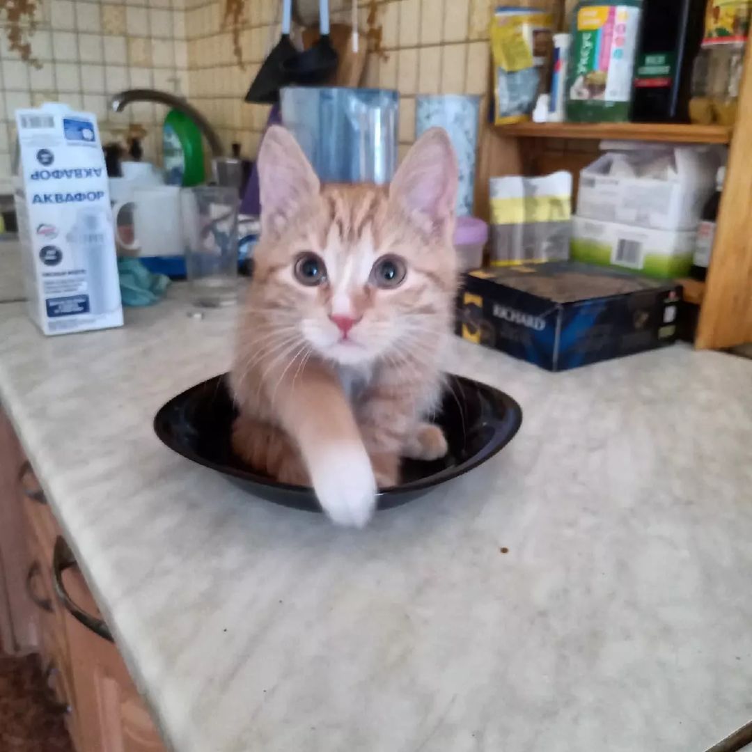timyr_x_x в LOOKY — Моя сладкая рыжая булочка Ириска🧡

#Кошки 
#ДомашниеЖивотны