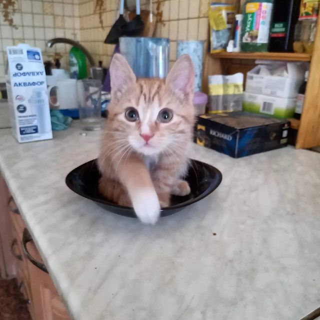 timyr_x_x в LOOKY. #Кошки,#ДомашниеЖивотные,#Курочка. Моя сладкая рыжая бу...