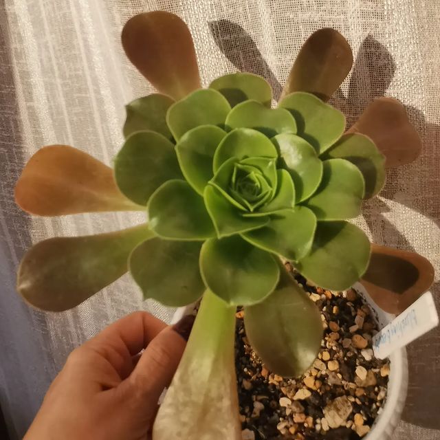 pautinka_club в LOOKY. #aeonium,#flovers,#succulents,#succulove,#эониум,#сукуленты,#цветы#хобби. Aeonium Blushing Bea...