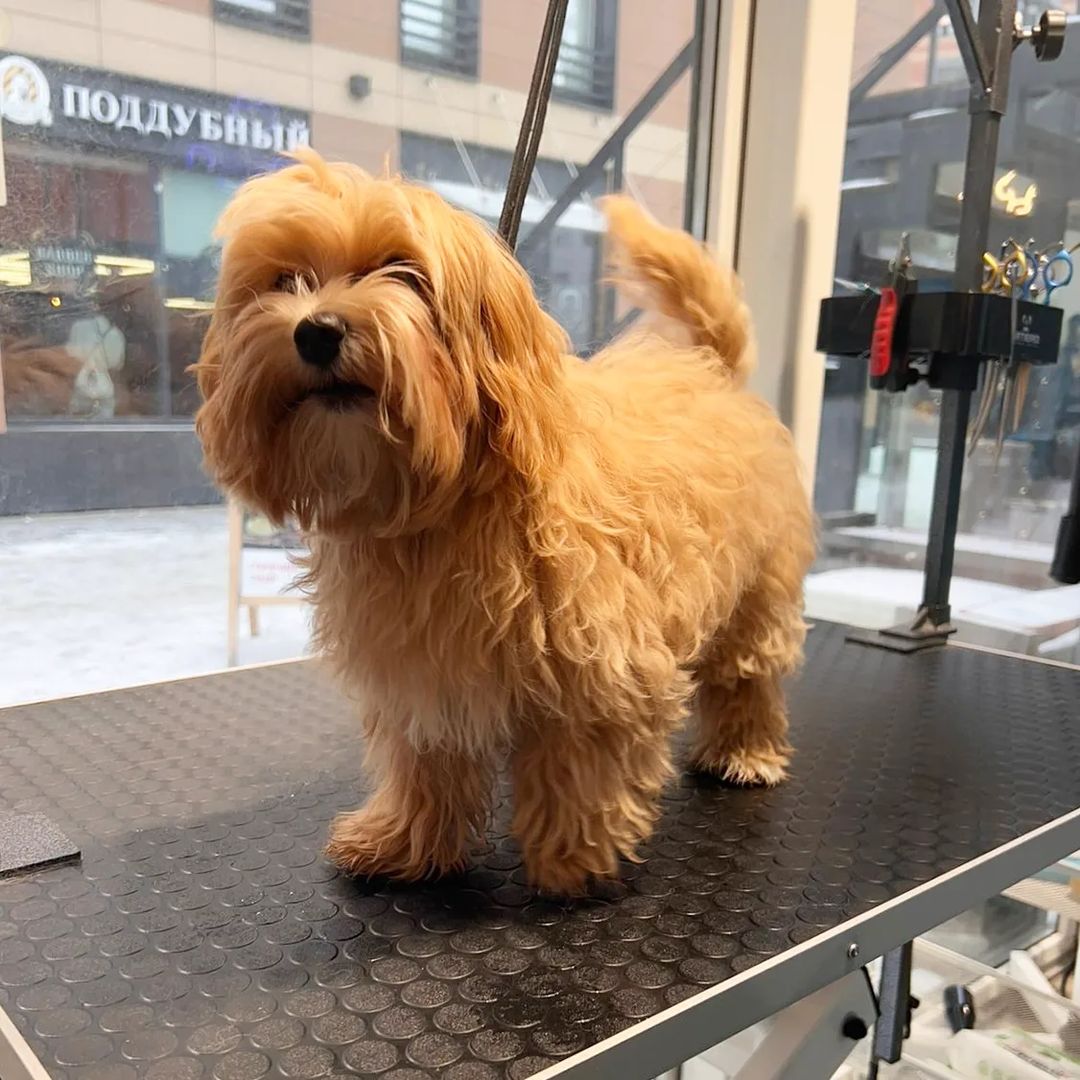 ourgroomingsalon в LOOKY — фото 2